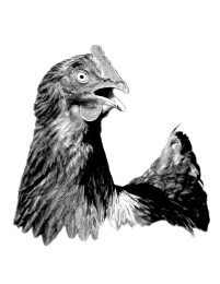 0048-Rooster